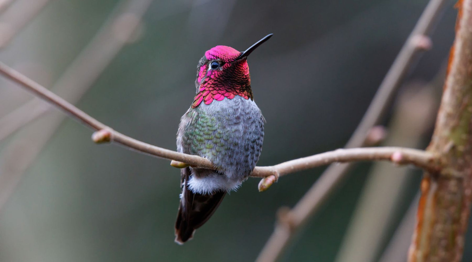 The fastest hummingbird in the world - male Anna's Hummingbird
