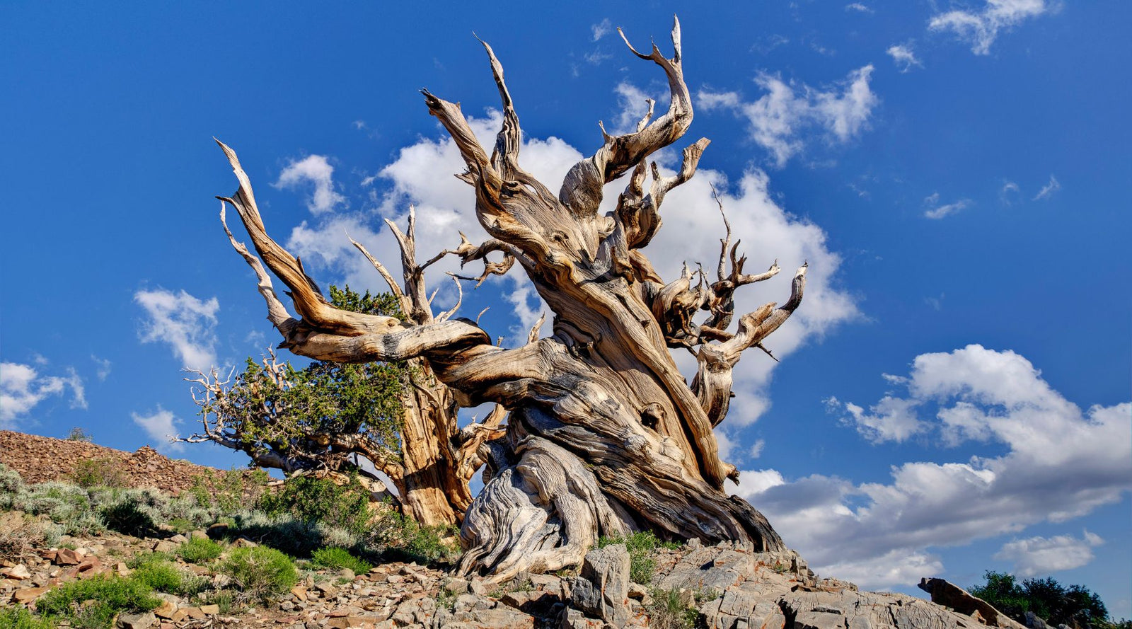 The oldest trees on Earth - Bristlecone Pine Tree