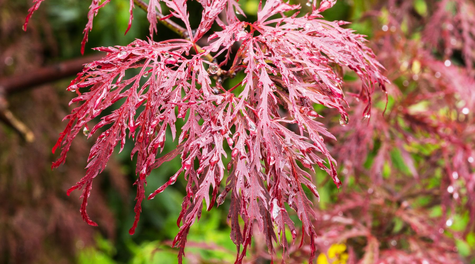 Japanese maple - one of the smallest trees in the world