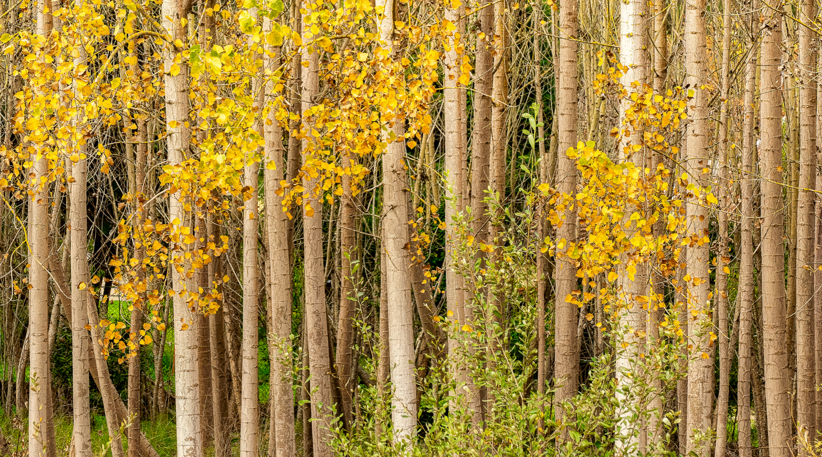 Tree bark facts - tree trunks