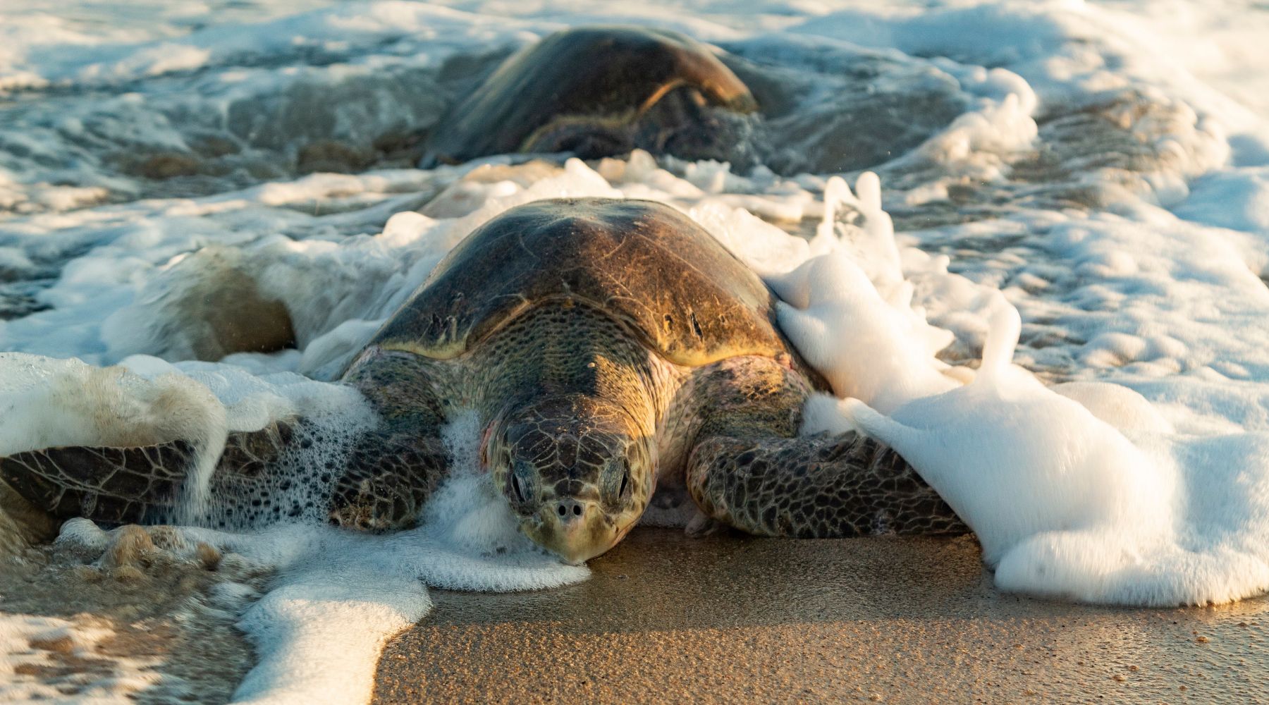 Helping Endangered Sea Turtles