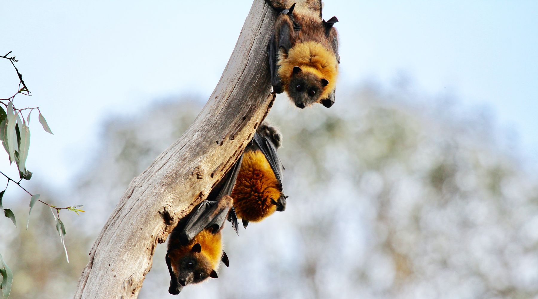 Understanding the Threats to Bats and How You Can Help Save Them