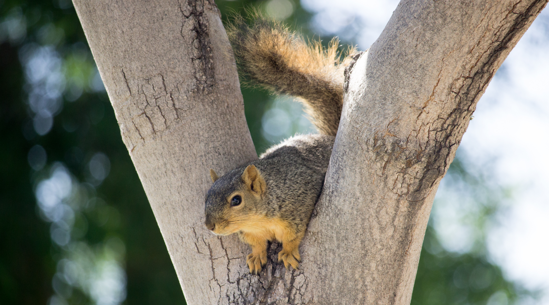 Western Grey Squirrel