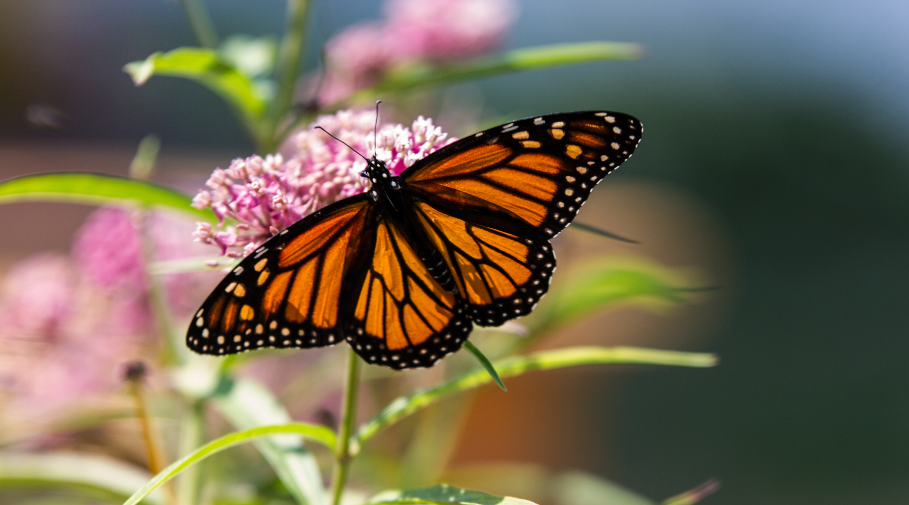 Western Monarch Day - monarch butterfly on milkweed