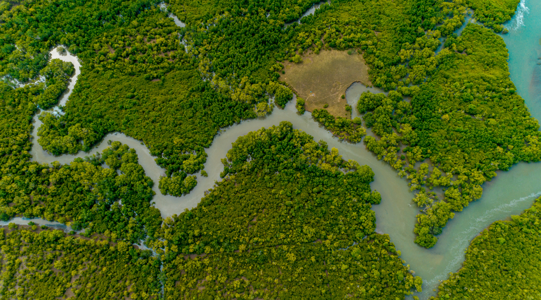 Wetland facts - mangrove swamp