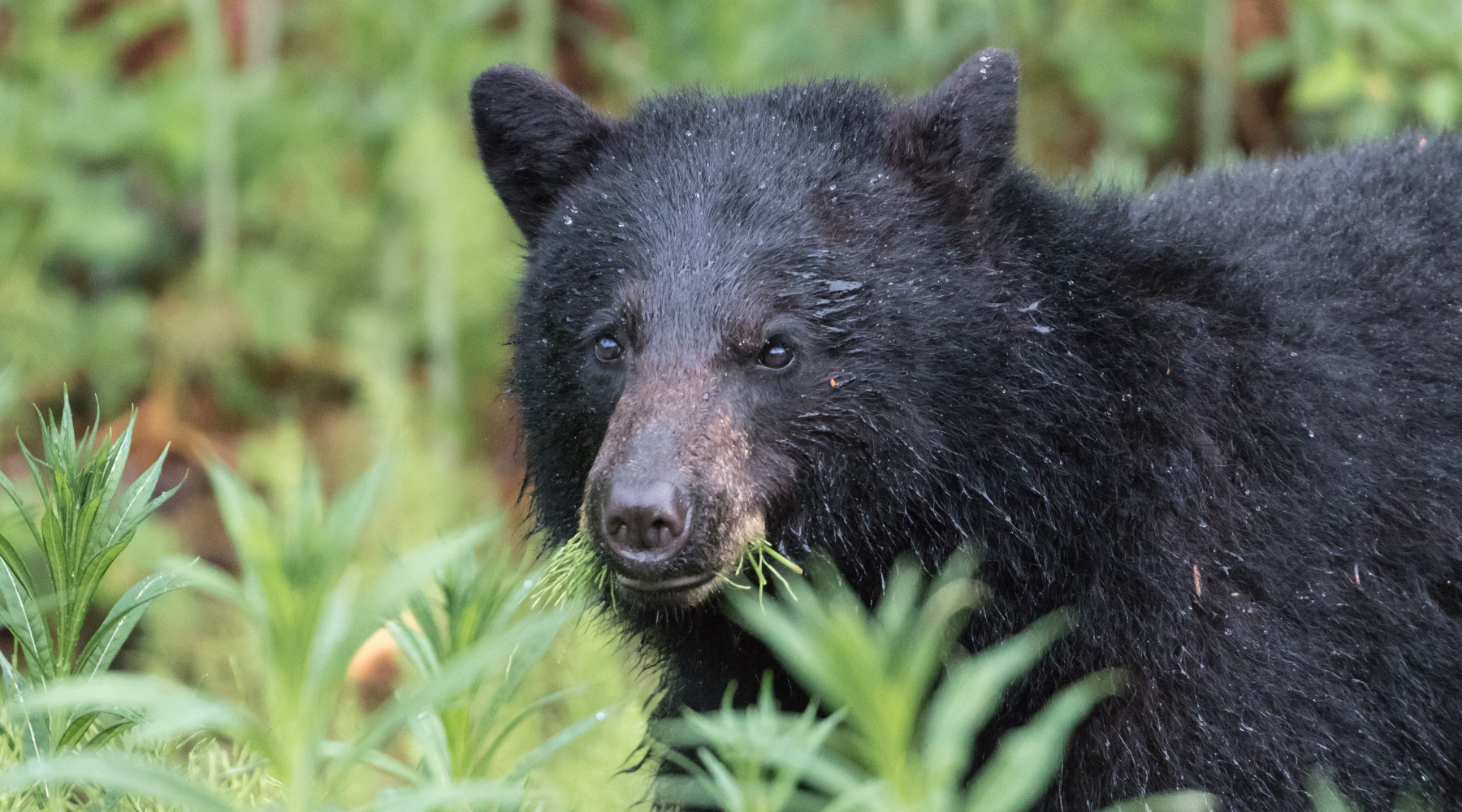 Black bear eating