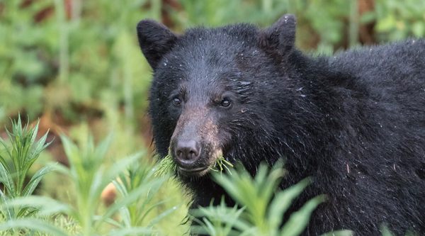 What Black Bears Eat: Discover Their Diverse Diet | BeCause Tees