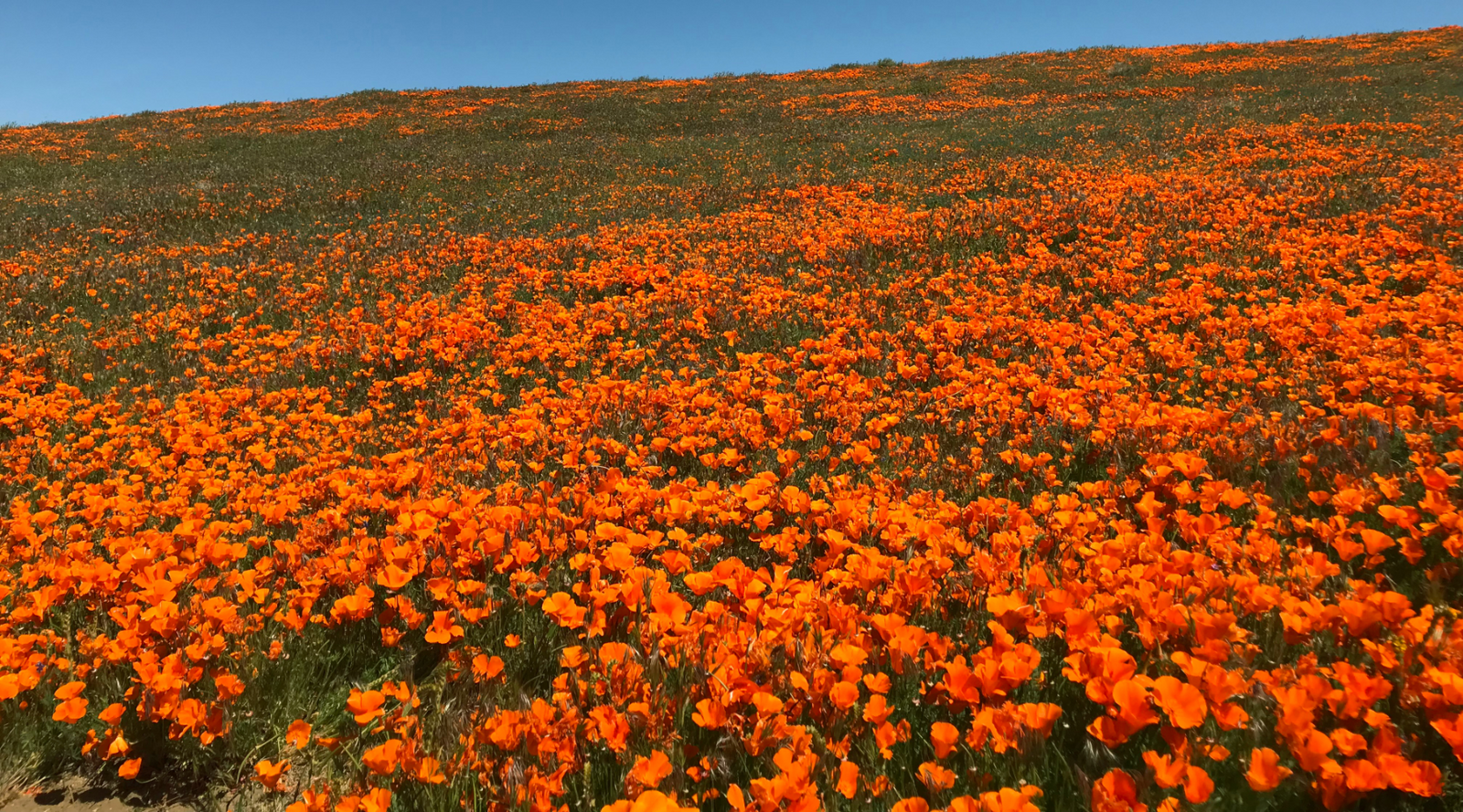 California poppies in bloom 