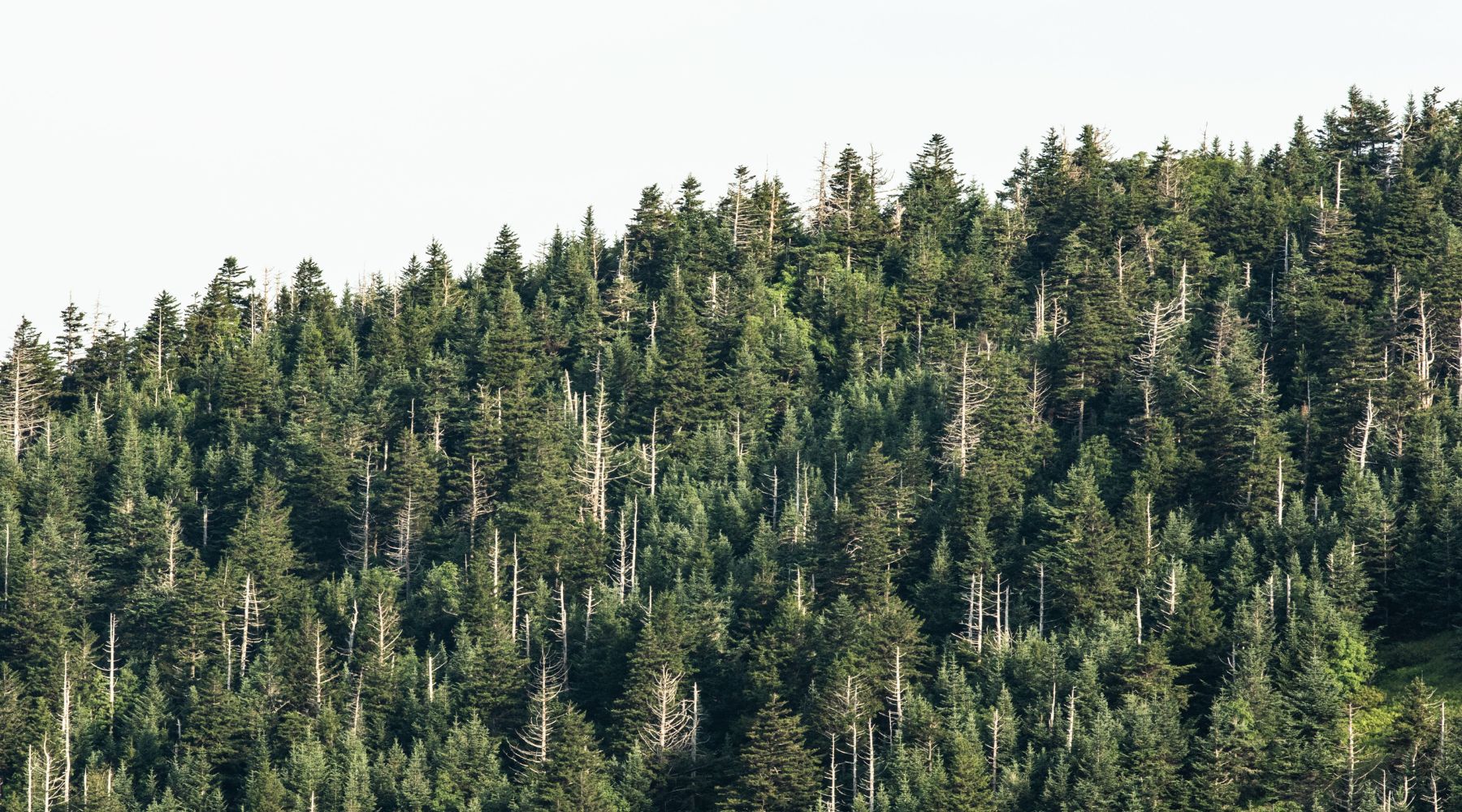 Why are hemlock trees dying?