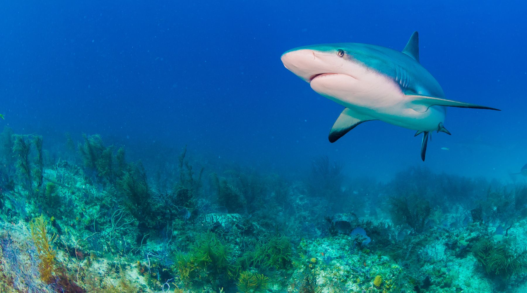 Why are sharks important to the ecosystem?