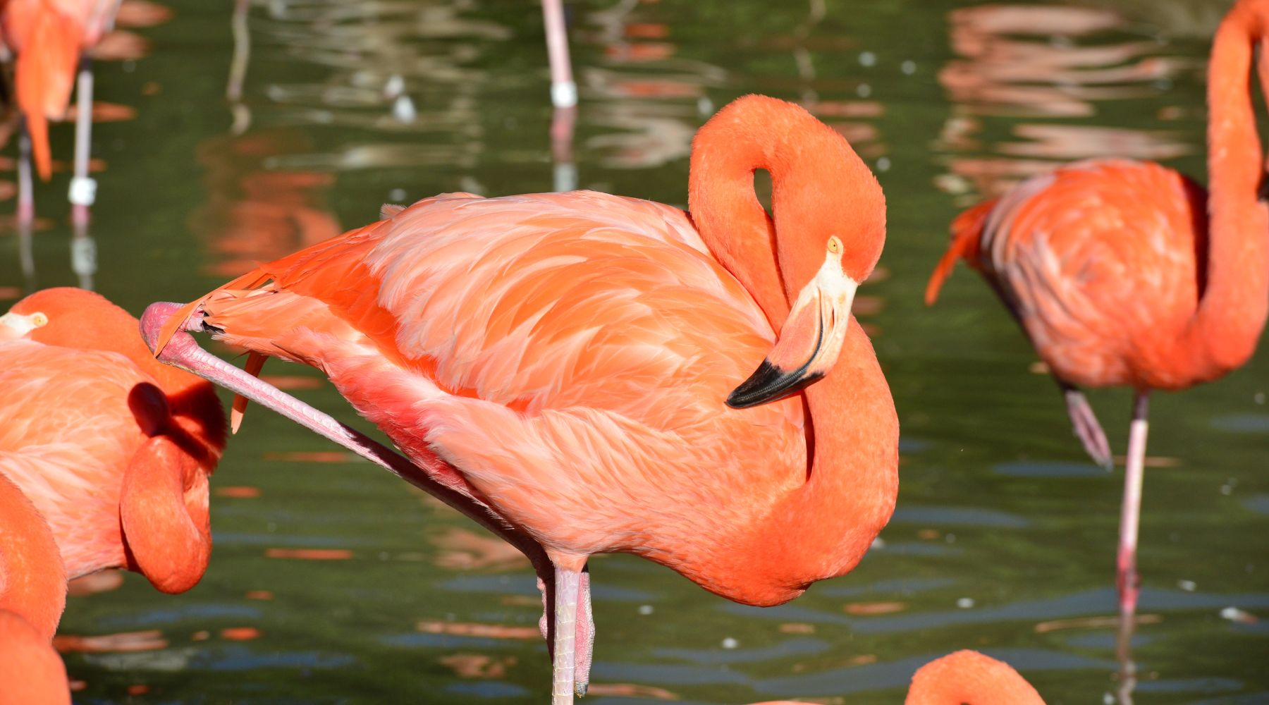 Flamingos standing on one leg