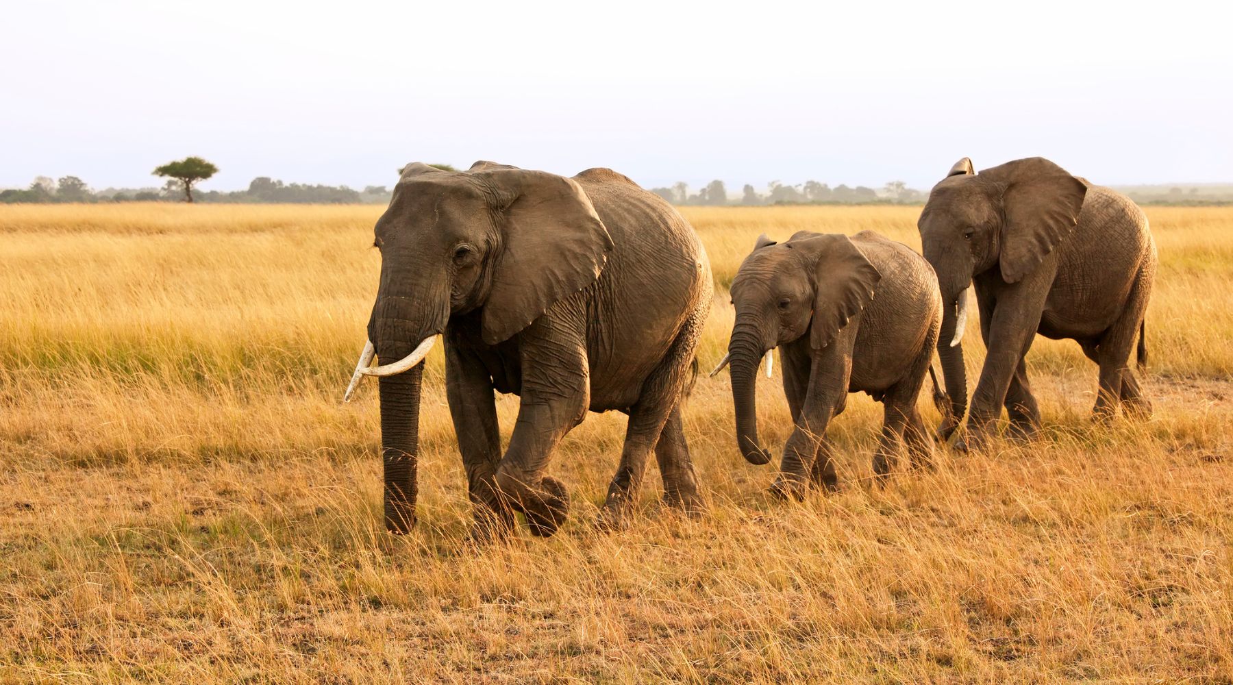 Why are elephants a keystone species? Elephants walking in a line