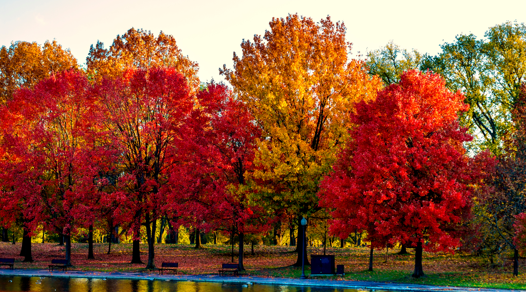 Leaves changing color in the fall