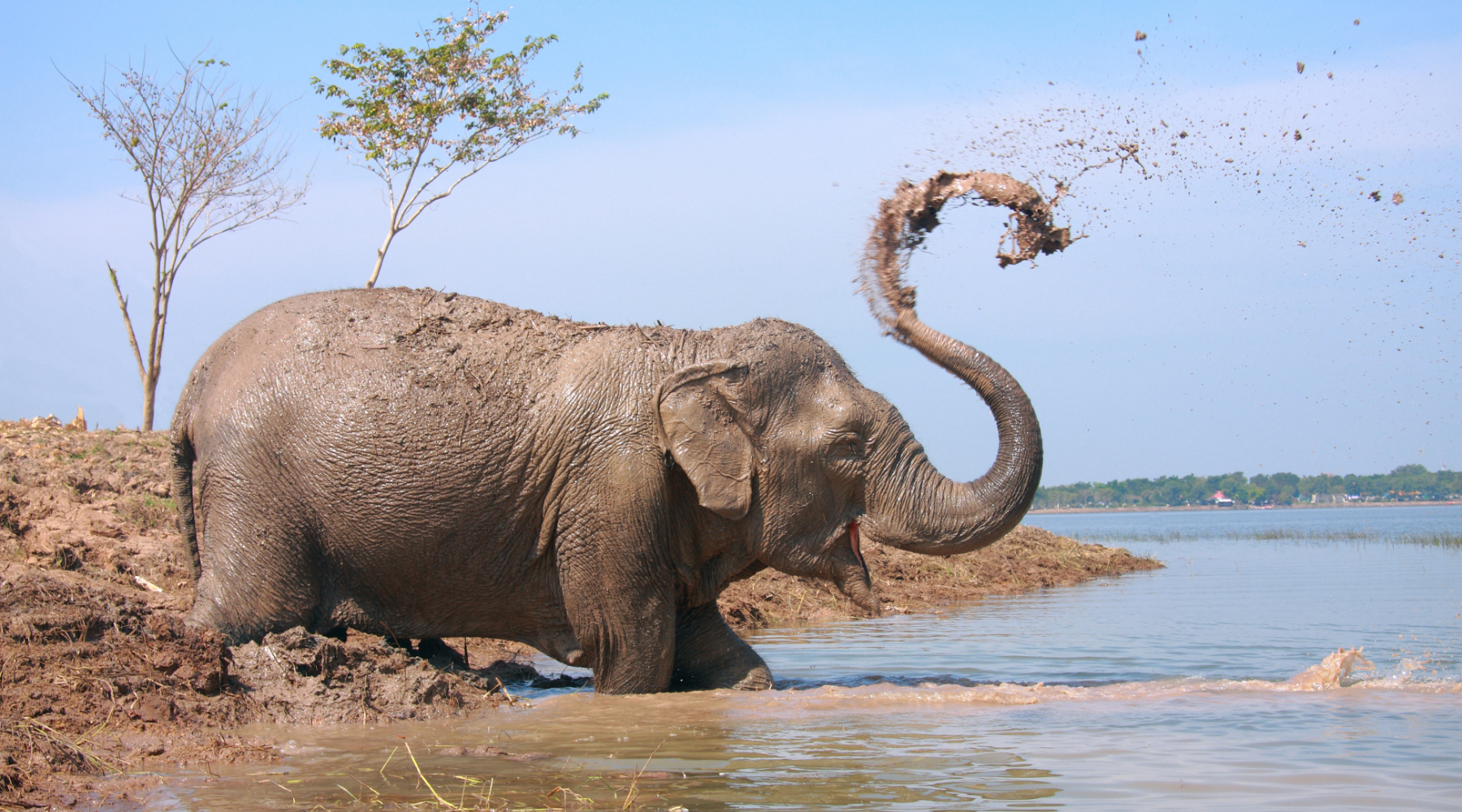 Elephant squirting water - wonderful wildlife