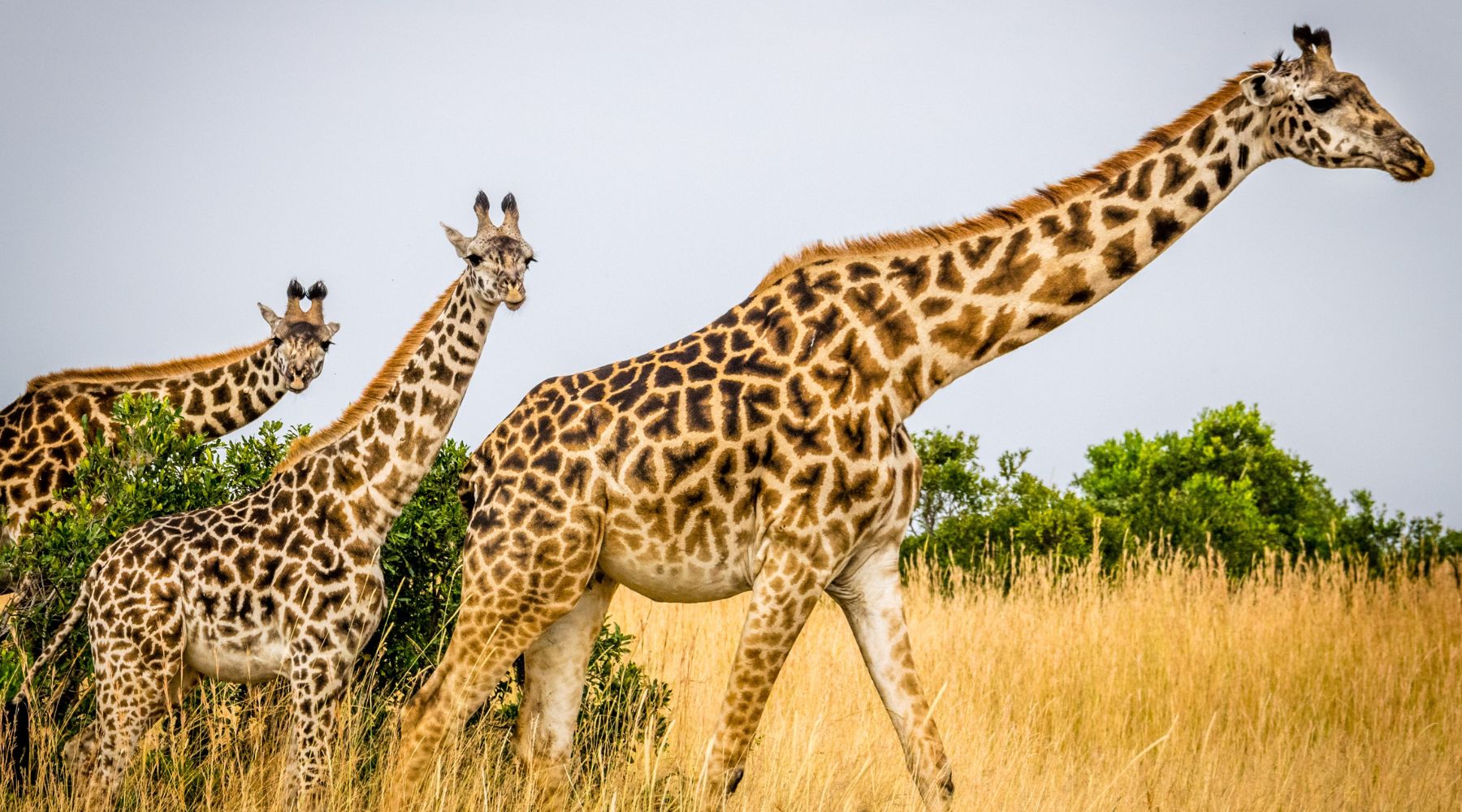 World Giraffe Day: giraffes on the savanna