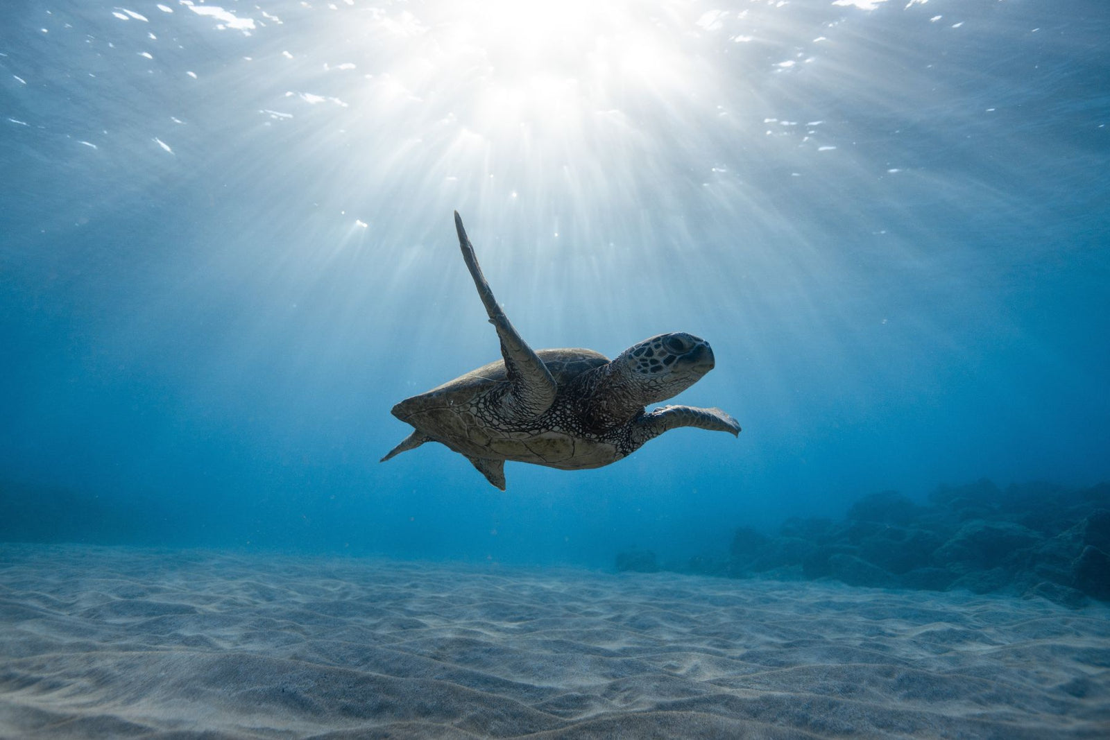 Celebrating World Turtle Day | BeCause Tees