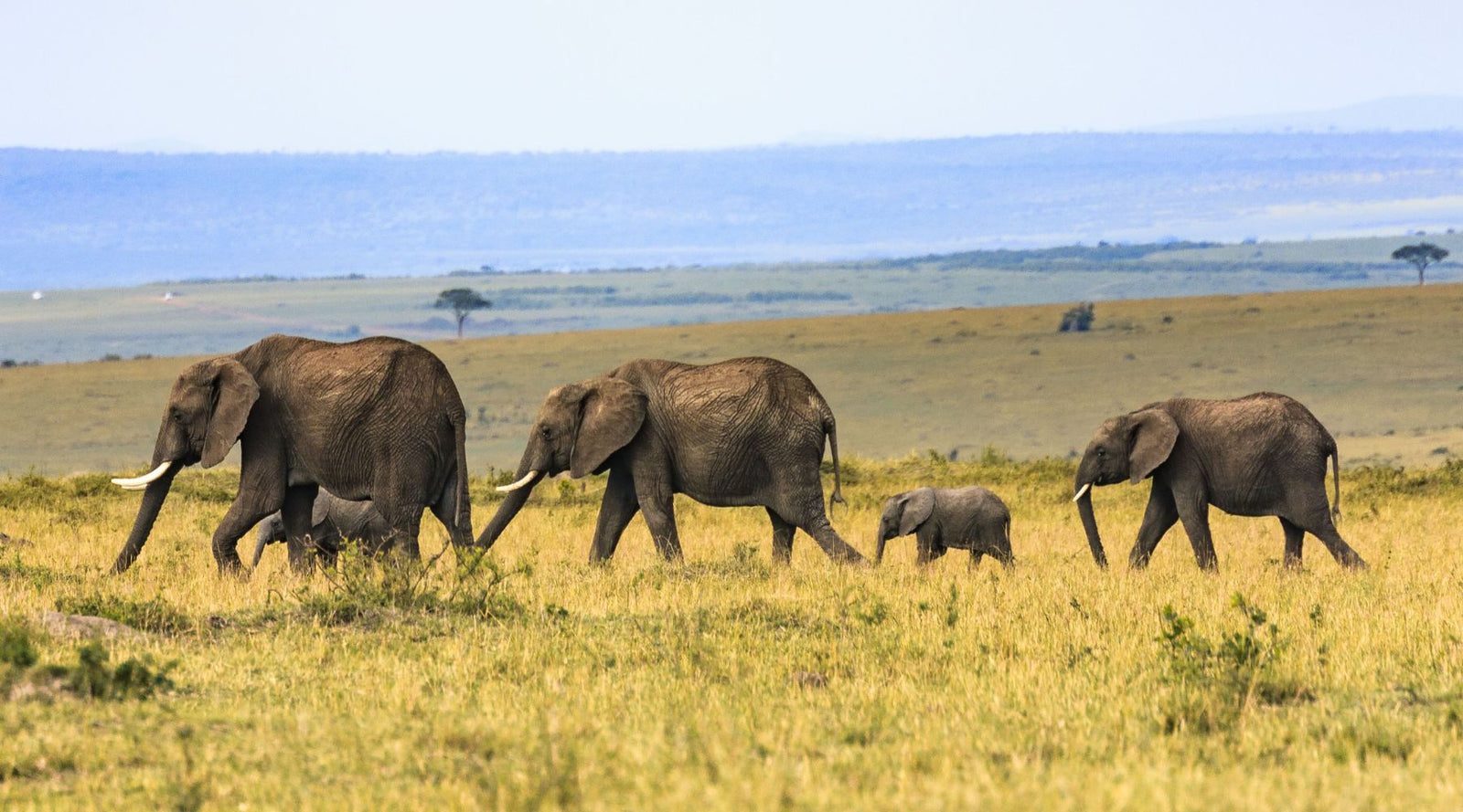 World Wildlife day 2023