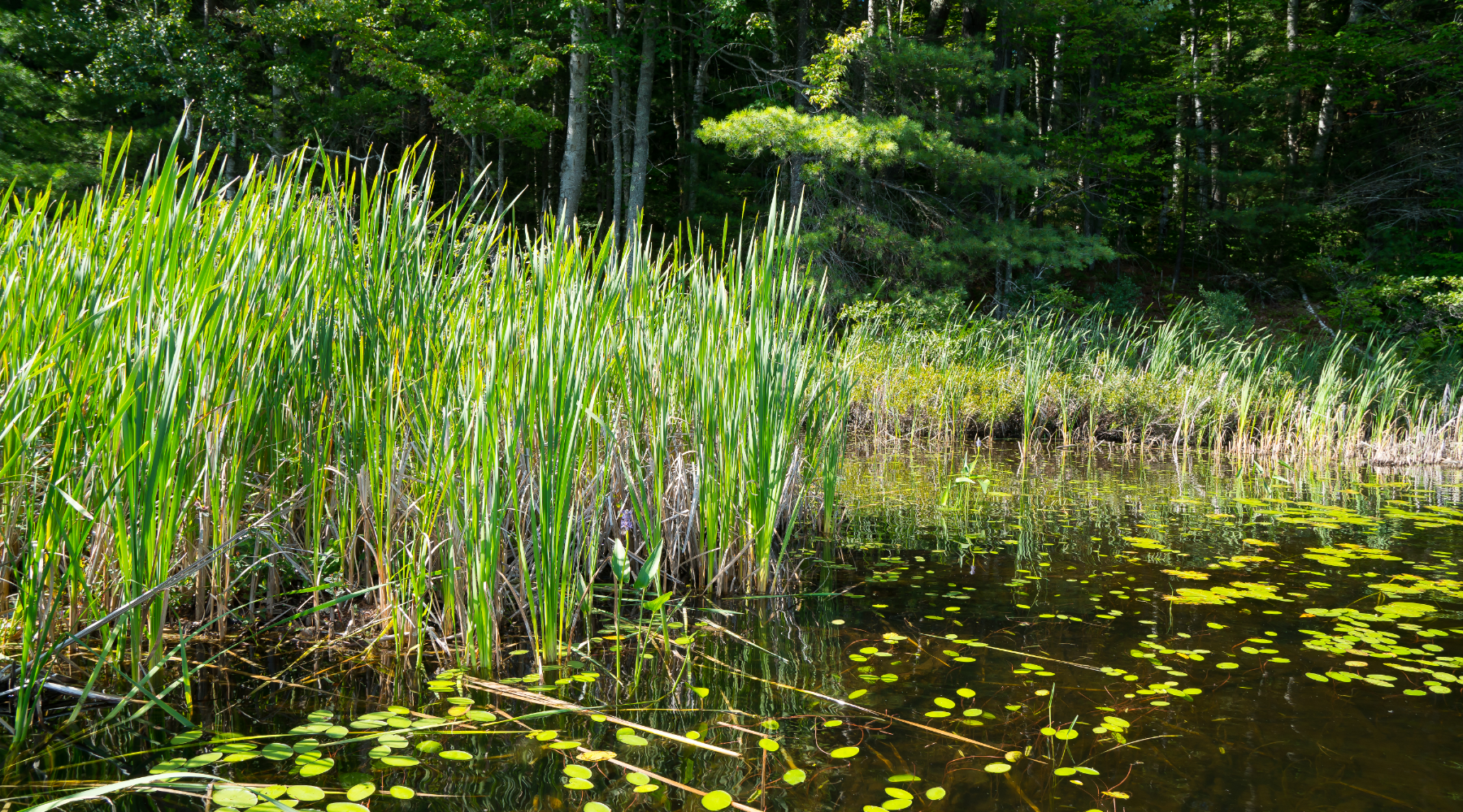 World of wetlands