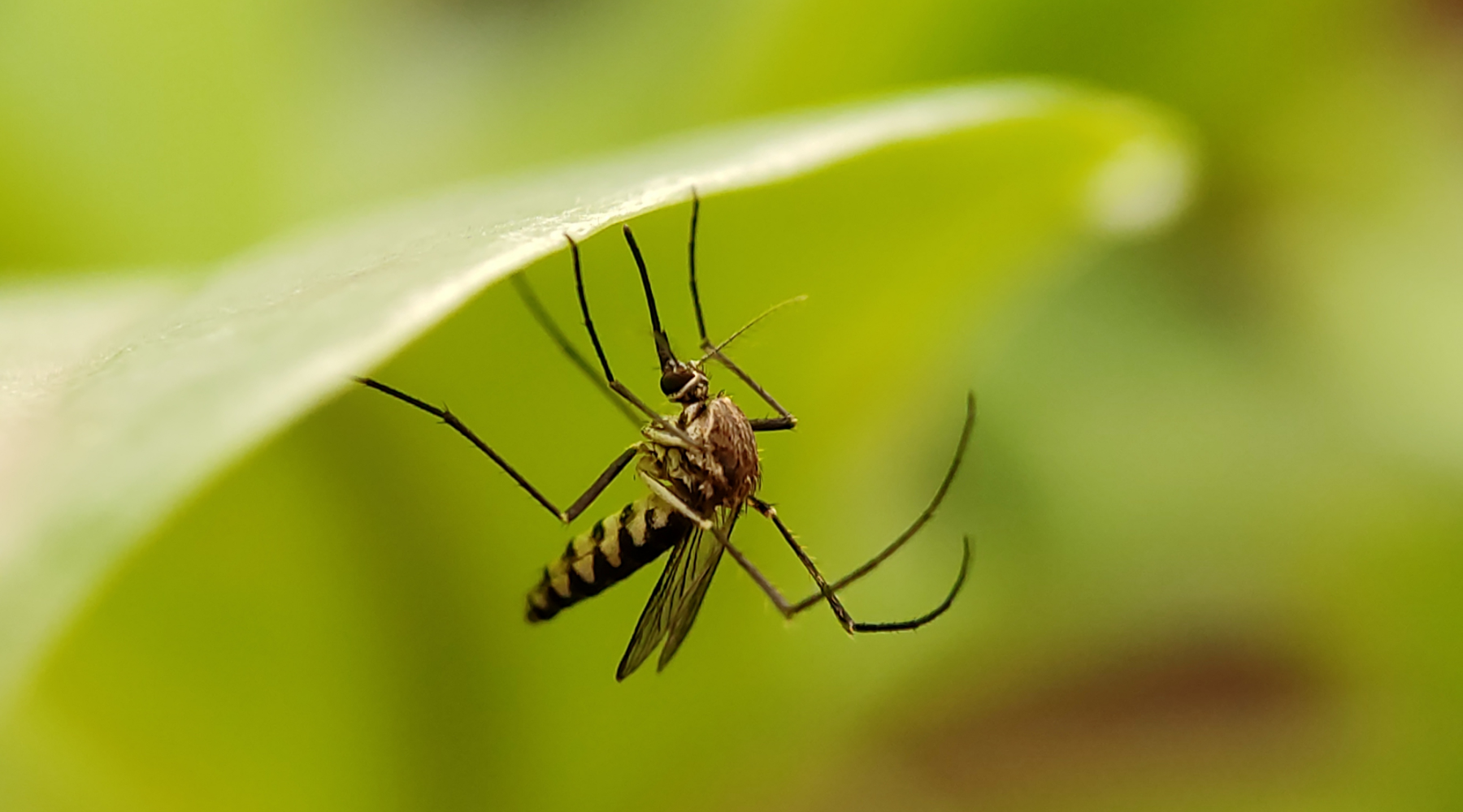 World's Most Dangerous Animal - mosquito