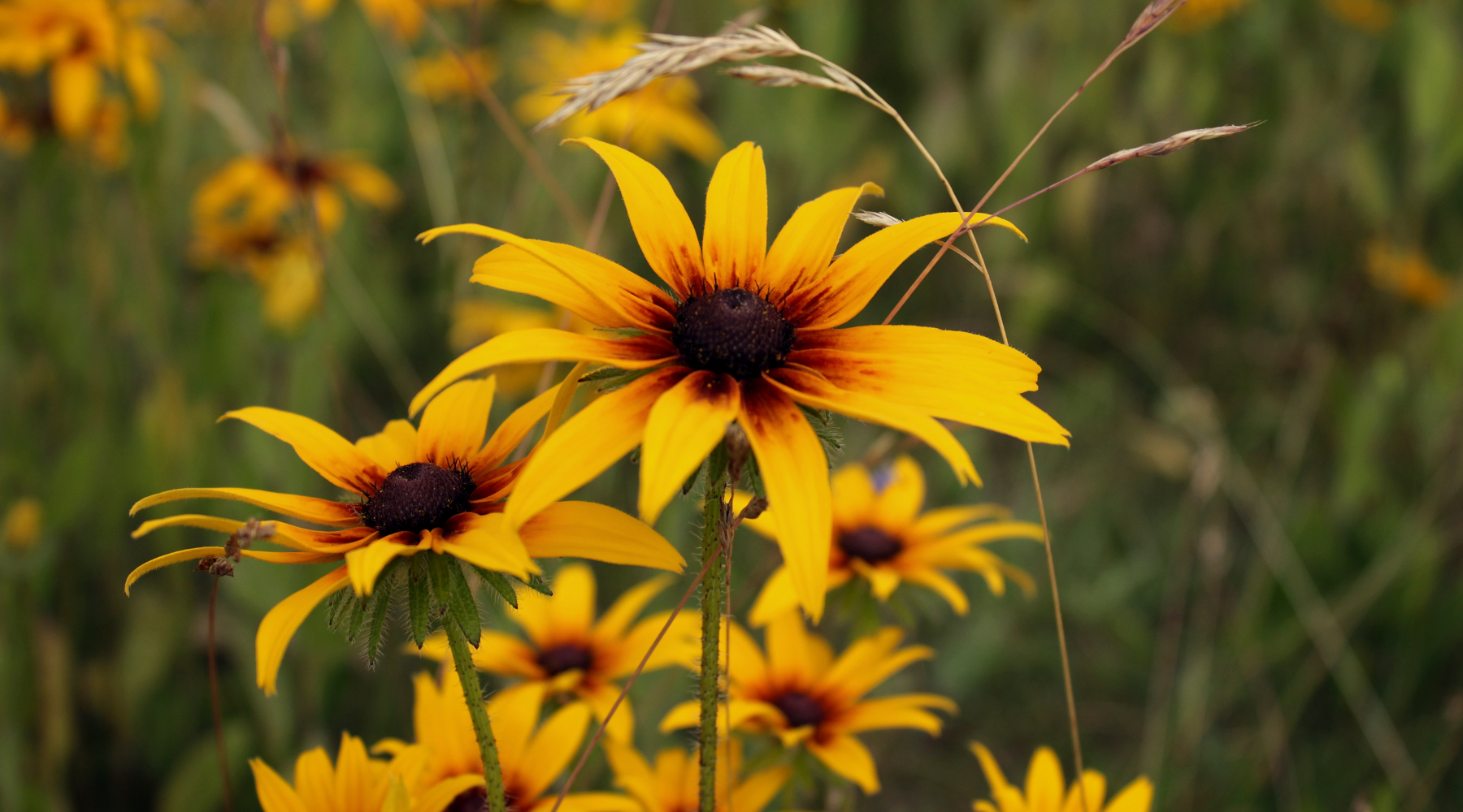 Yellow wildflowers