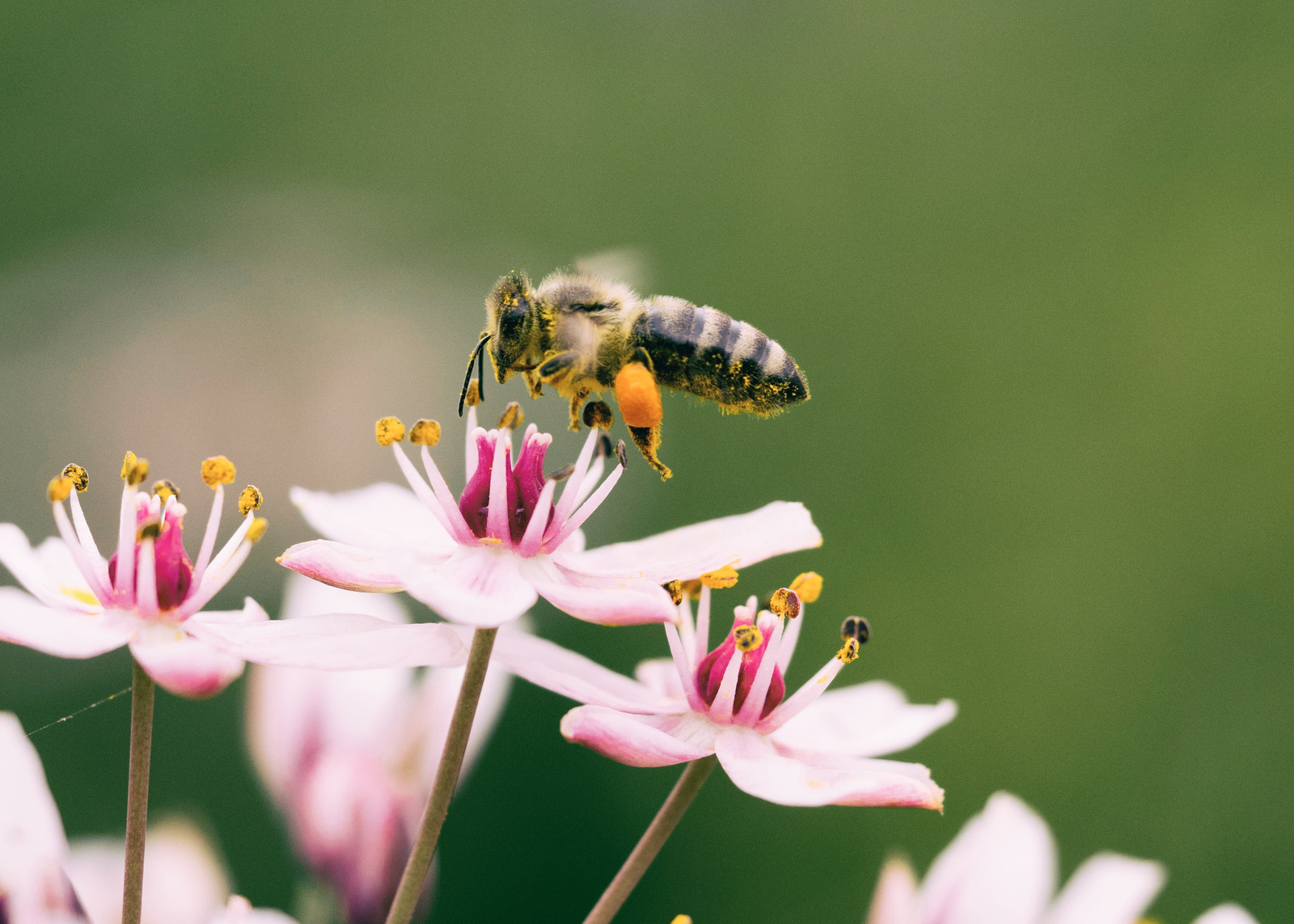 5 Ways To Save the Bees | BeCause Tees