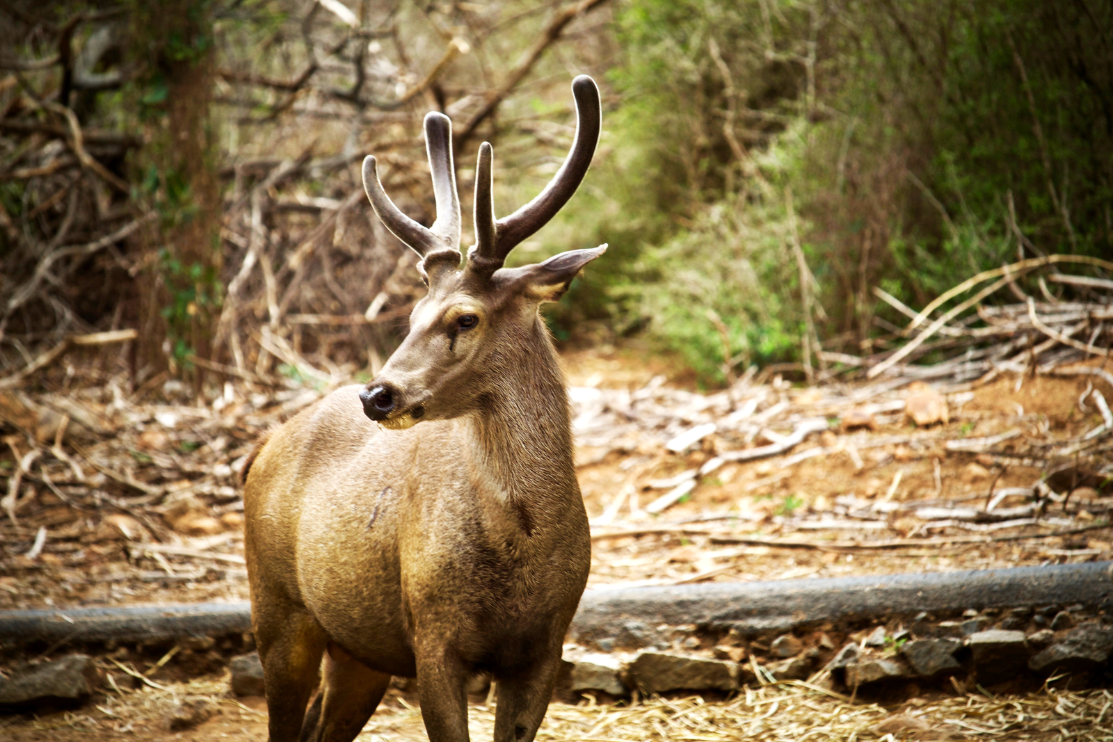 Deforestation effects on animals