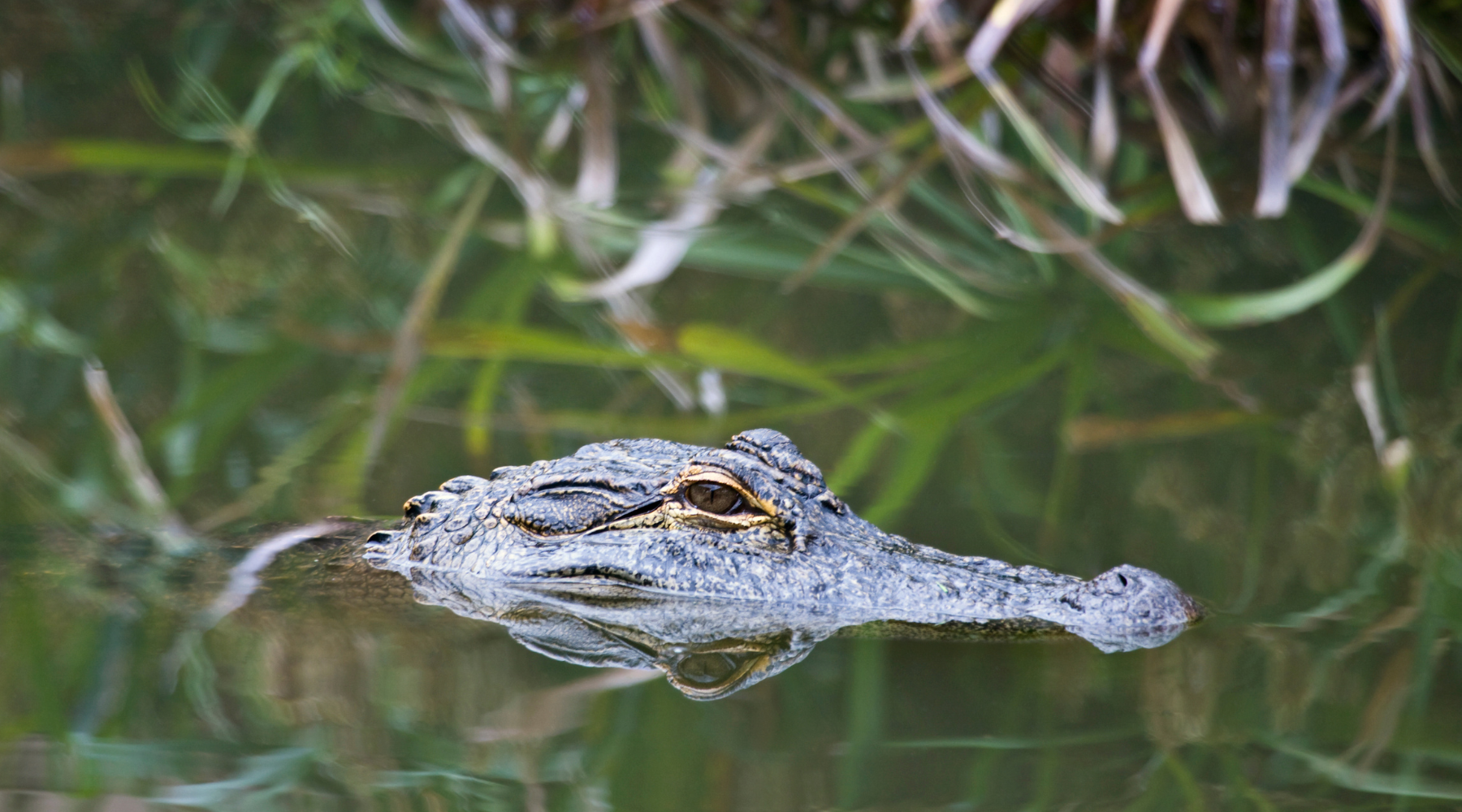 A stealthy alligator partially submerged in water, blending into its surroundings in a lush wetland habitat. One of the fascinating swamp animals in the wild.