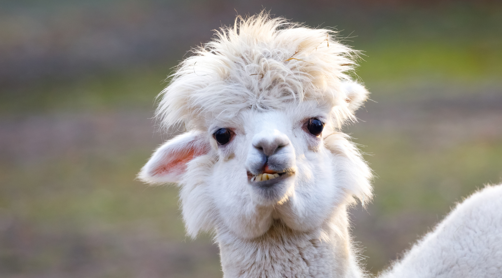Close-up of a white alpaca with a quirky expression — a perfect visual for alpaca fun facts about their personalities and charm.
