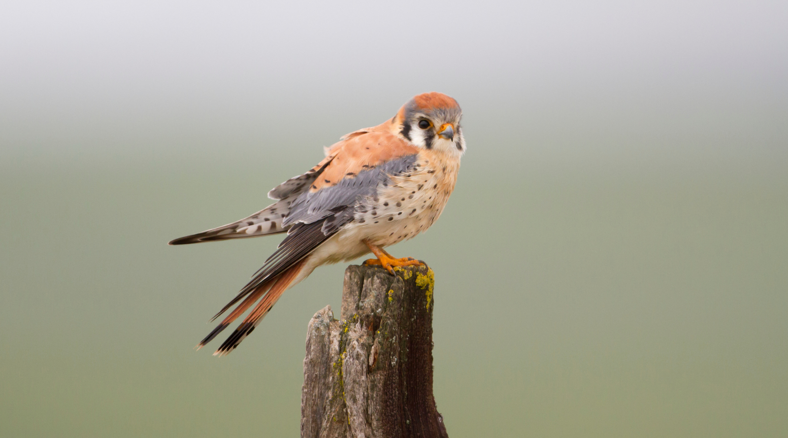 American Kestrel perched on a wood stump