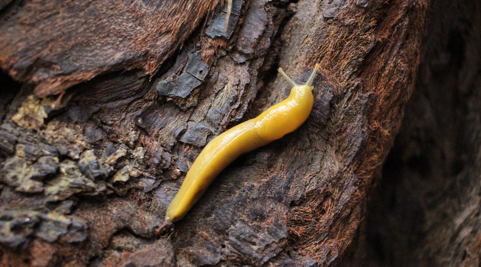 banana slug fun facts: a yellow banana slug climbs up the trunk of a tree