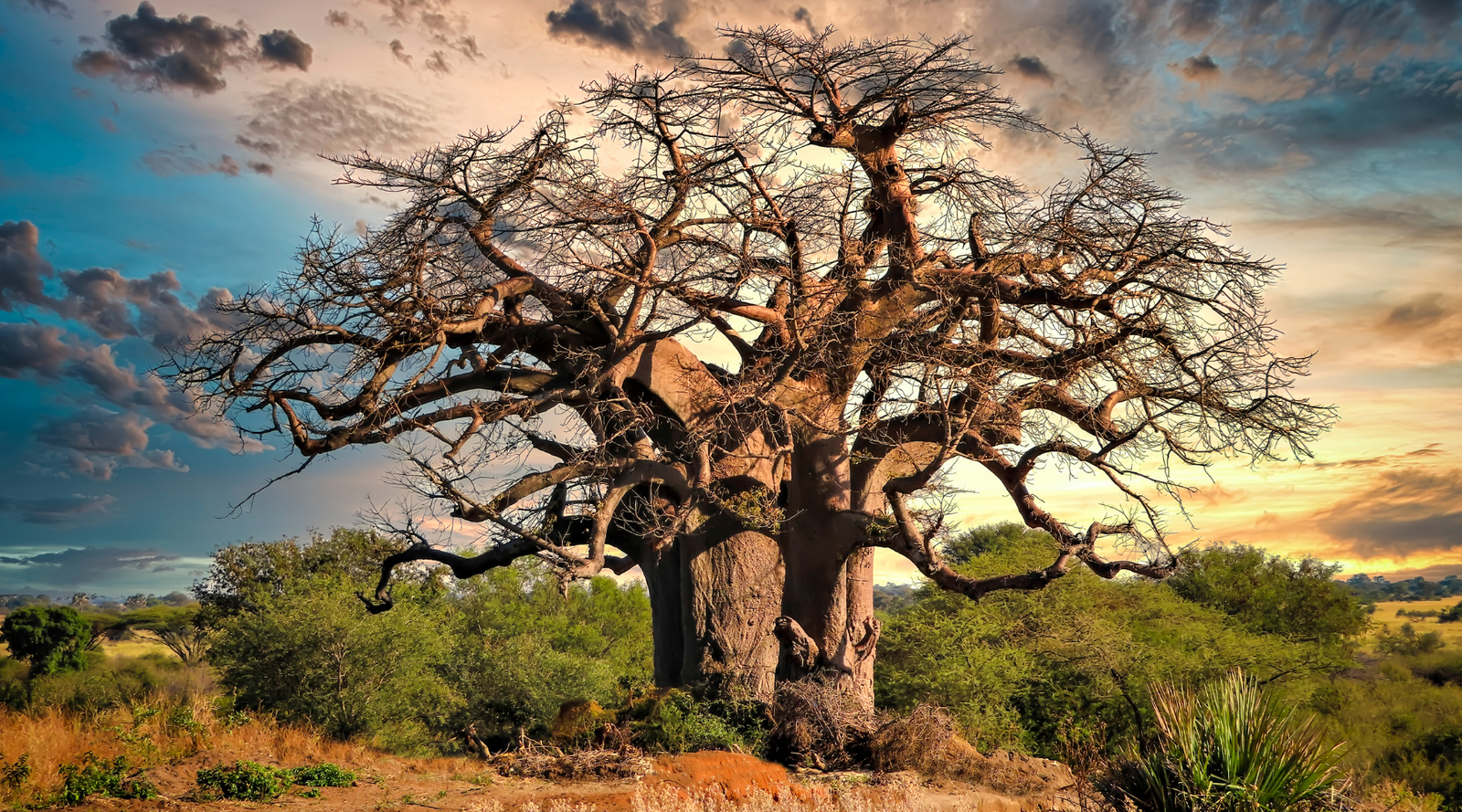 A baobab tree at sunset in Africa, known for its upside-down appearance and massive trunk, featured among the strangest trees in the world.
