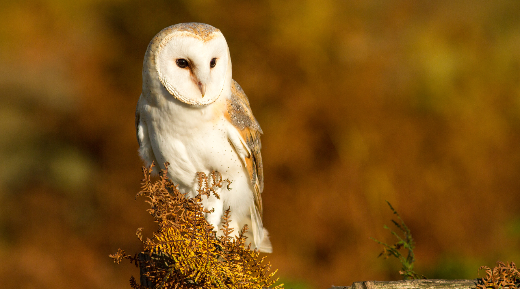 A barn owl perched on foliage, illustrating the topic Animals with the best hearing.