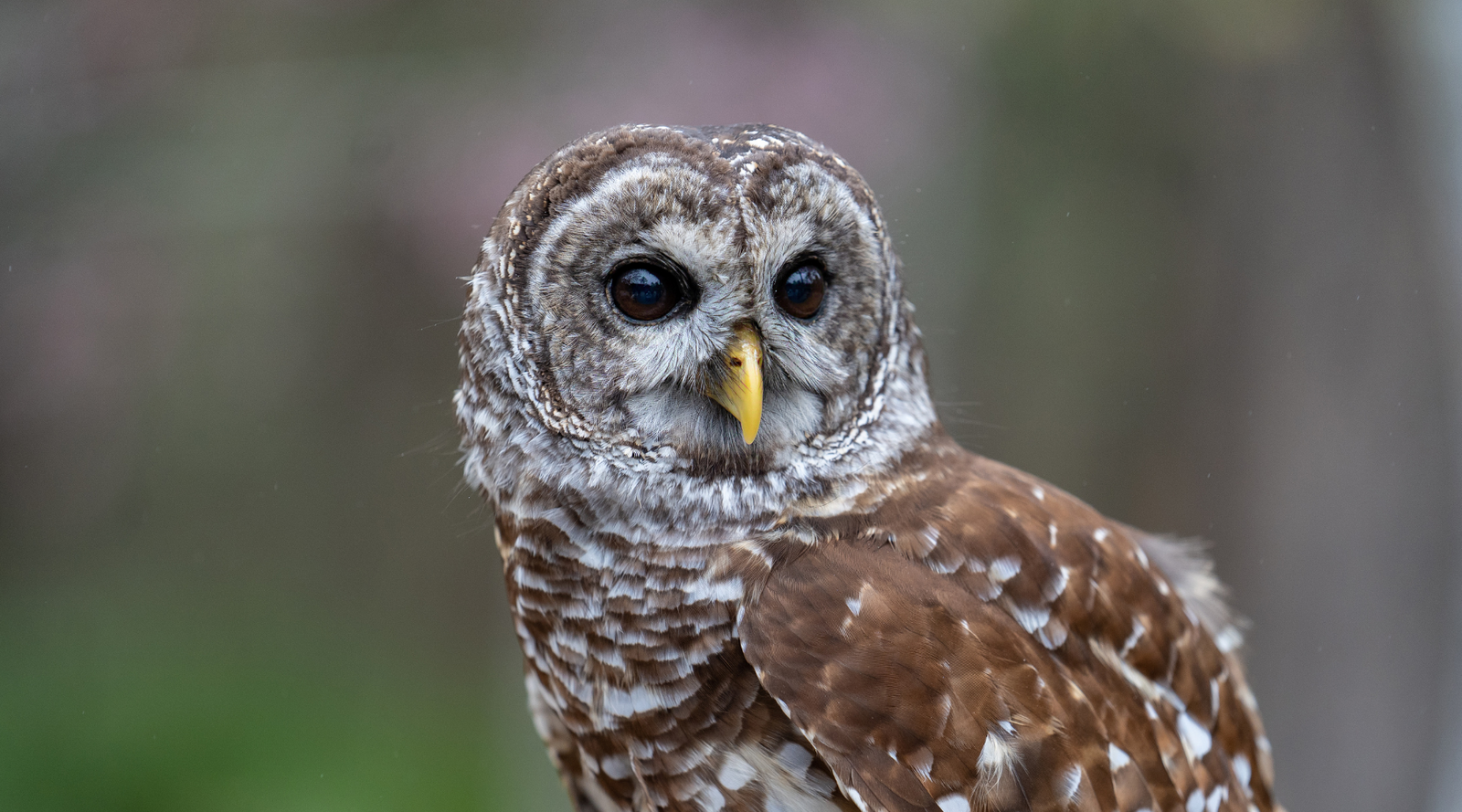 Close-up of a Barred Owl with dark eyes and brown-and-white feathers, featured in the blog 10 Barred Owl Facts
