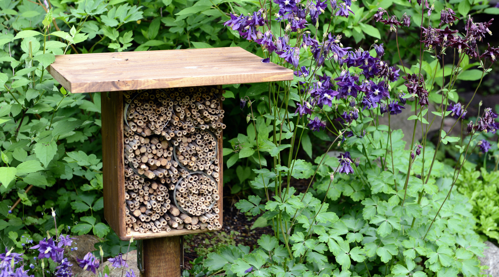 Bee house surrounded by plants in garden
