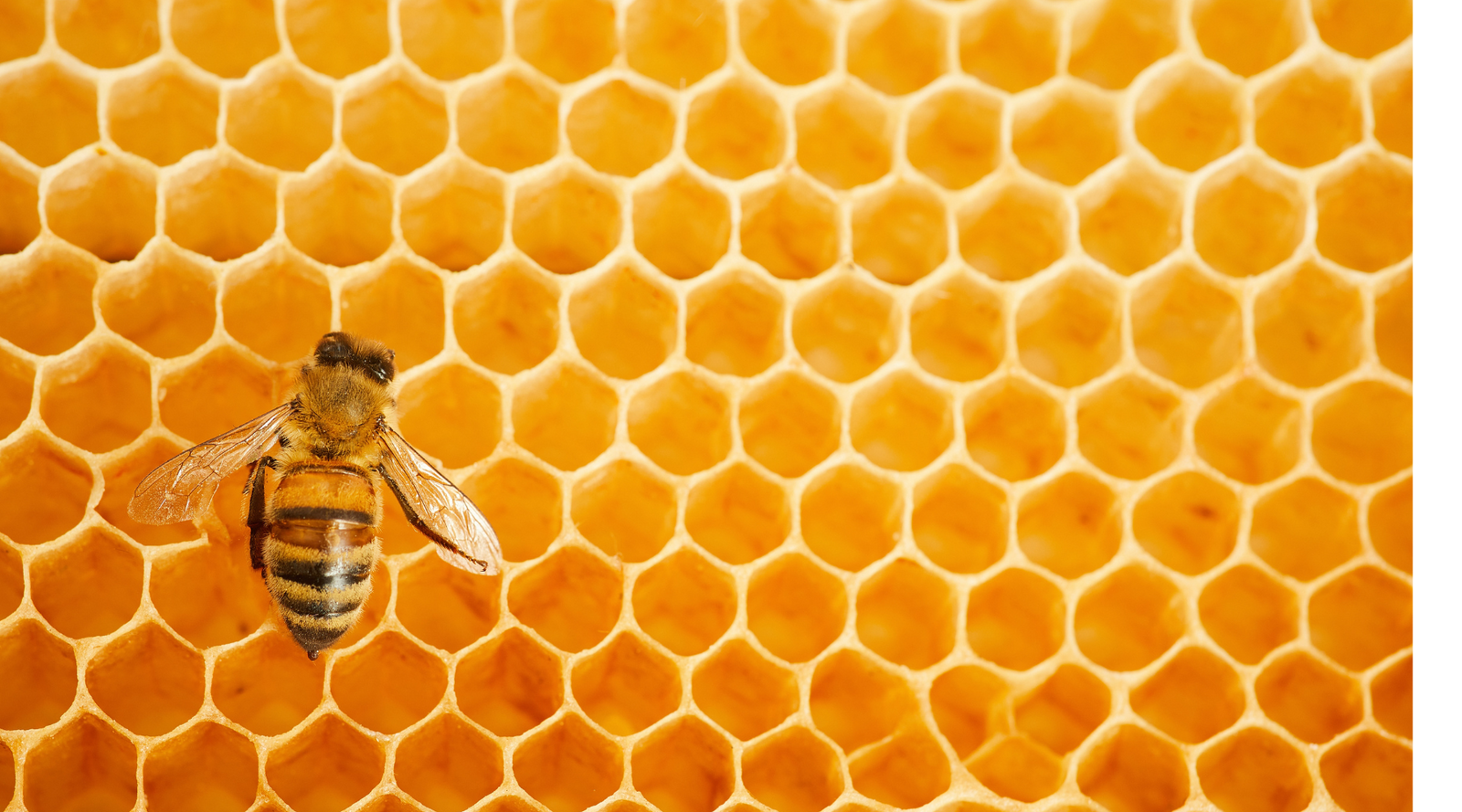 Honeybee on a bright honeycomb perfect for illustrating bee puns and pollinator humor.