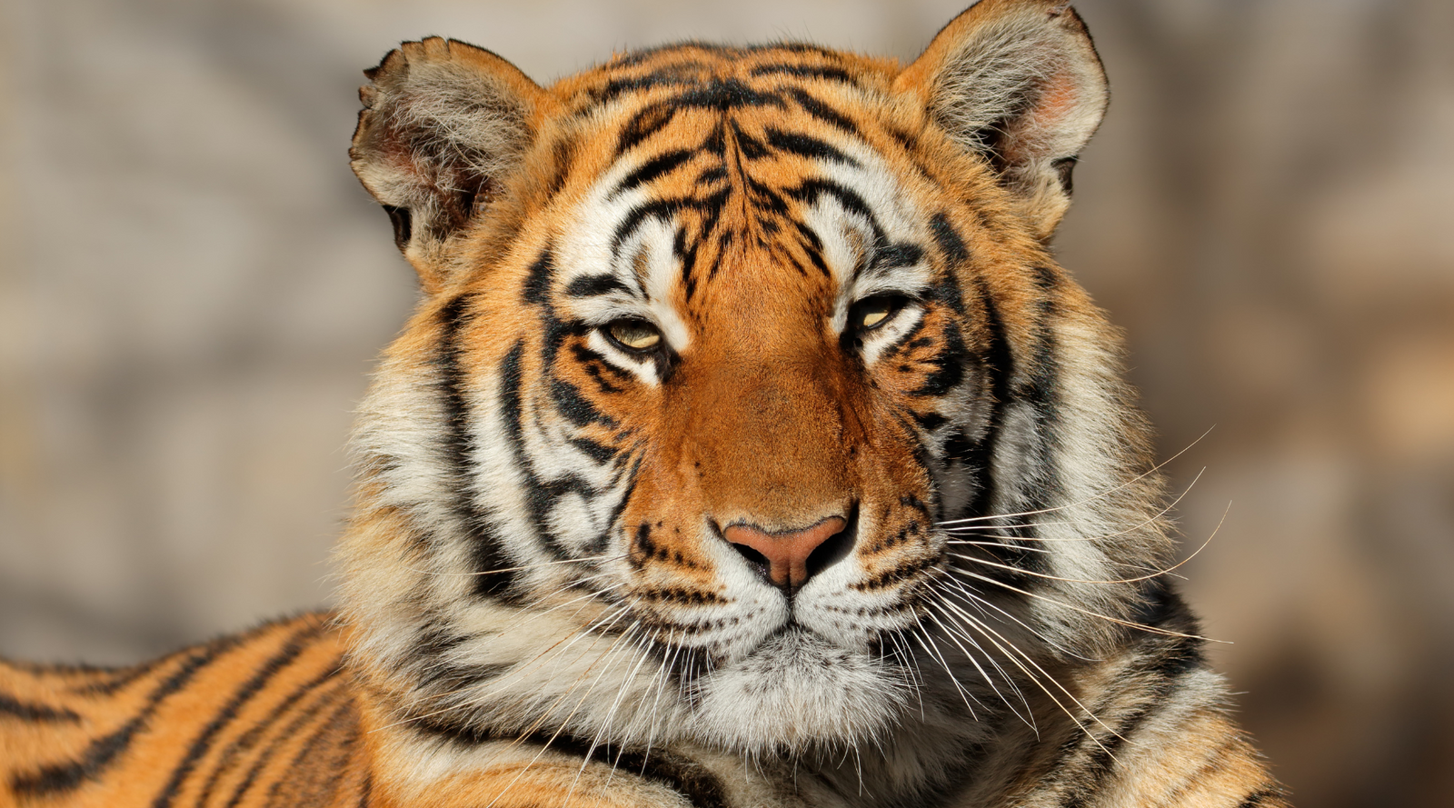 Bengal tiger, a flagship species, representing conservation efforts in nature.