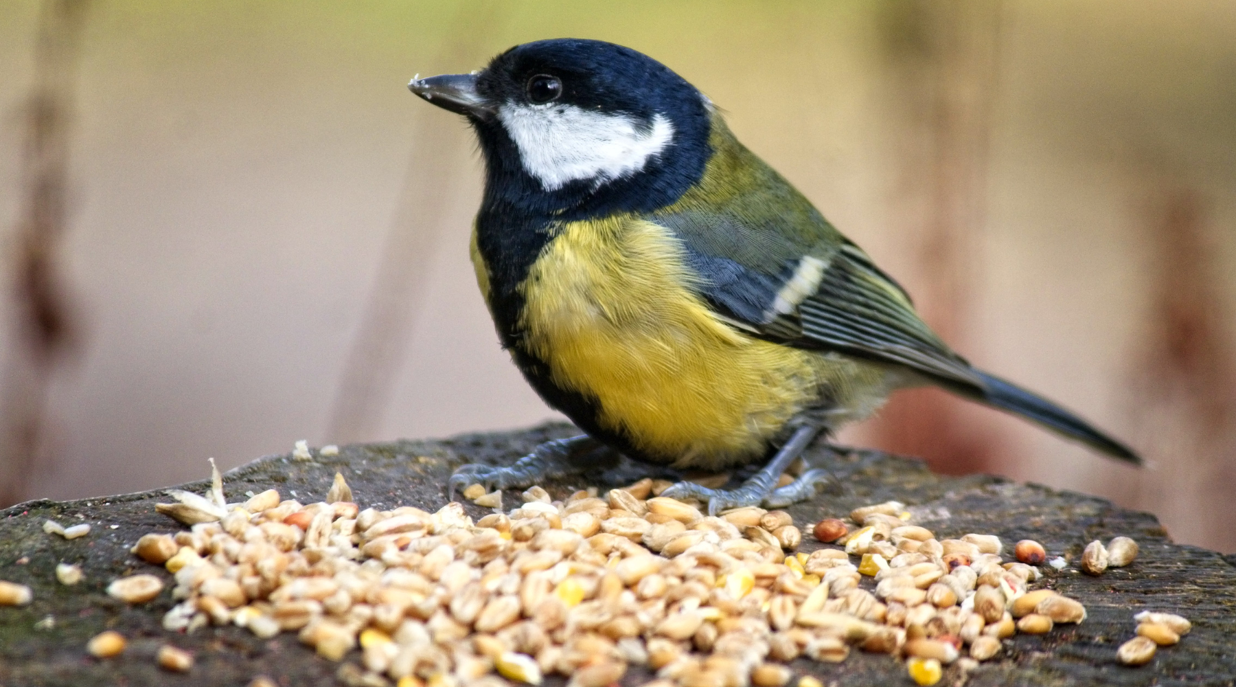  A small songbird enjoying homemade bird seed on a tree stump, featuring a mix of grains, corn, and seeds.