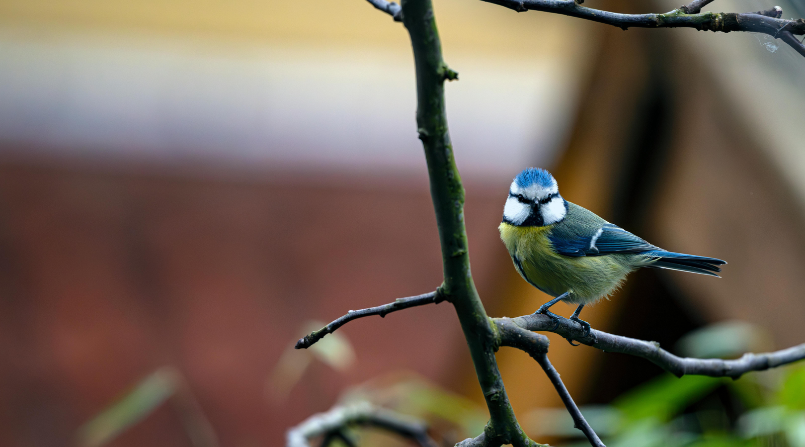 Small blue and yellow bird perched on a branch among bird friendly plants in a backyard garden