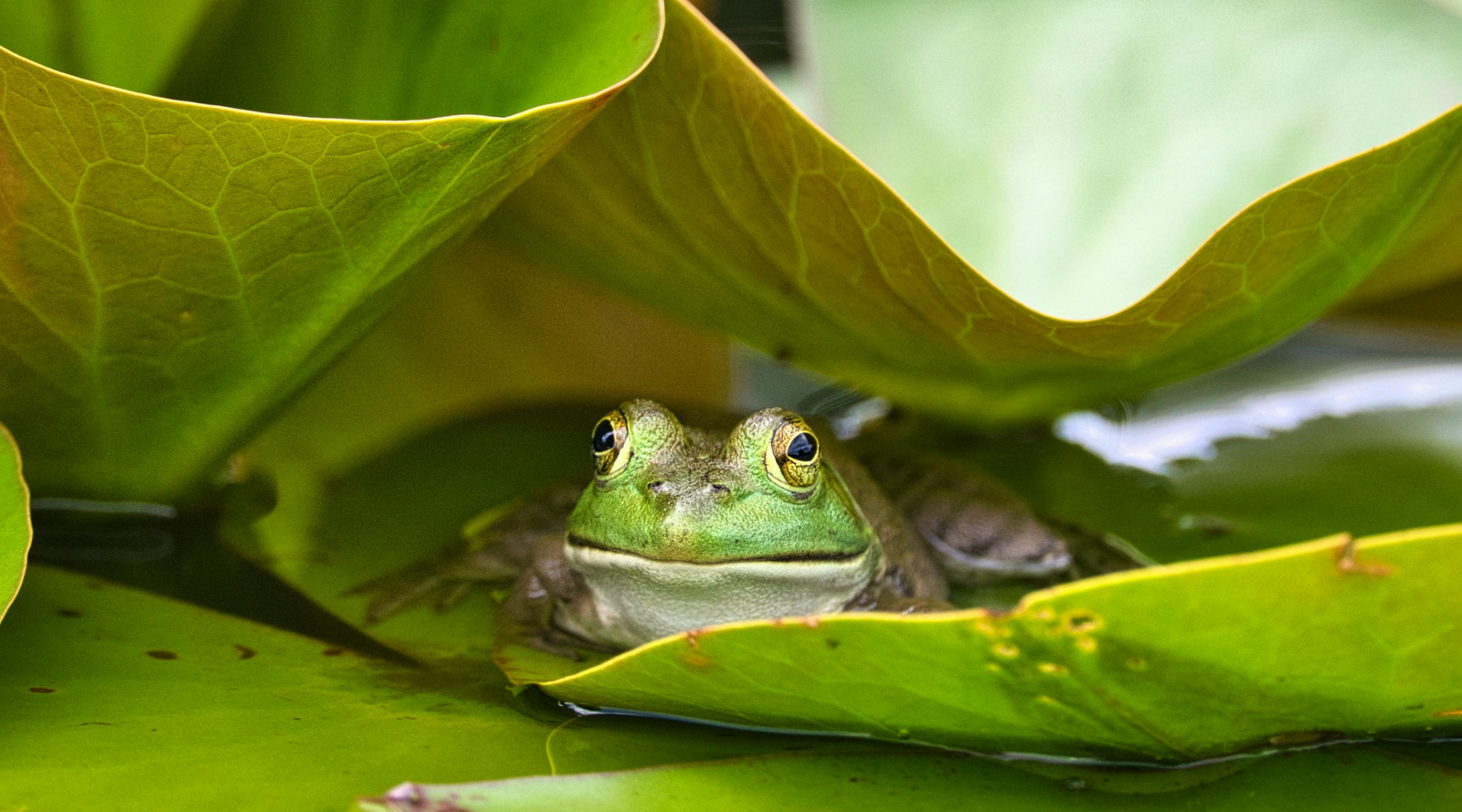 American Bullfrog resting on lily pads in a pond, showcasing common frog habitats in freshwater environments