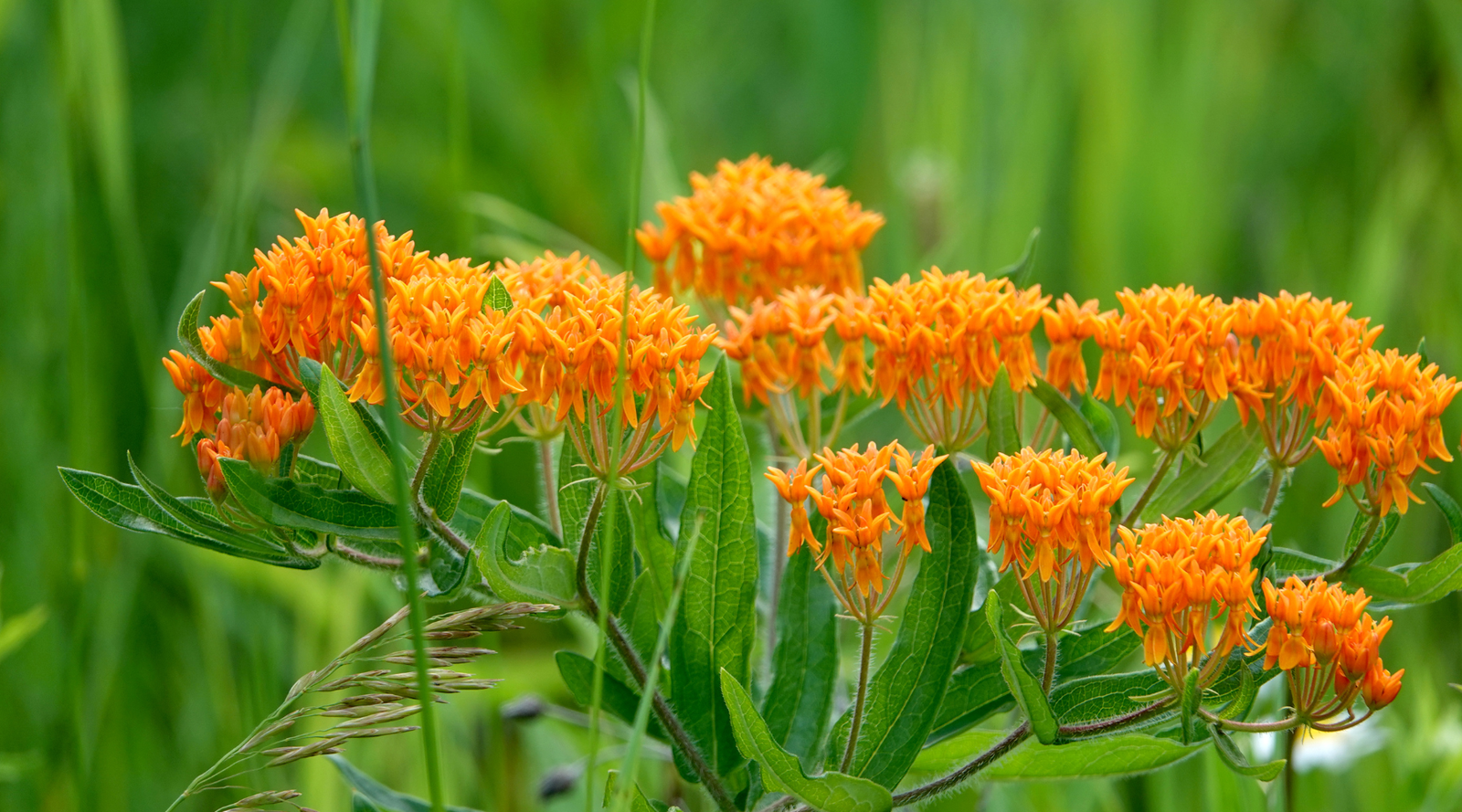 New York native plants: Vibrant orange butterfly weed flowers with a green background