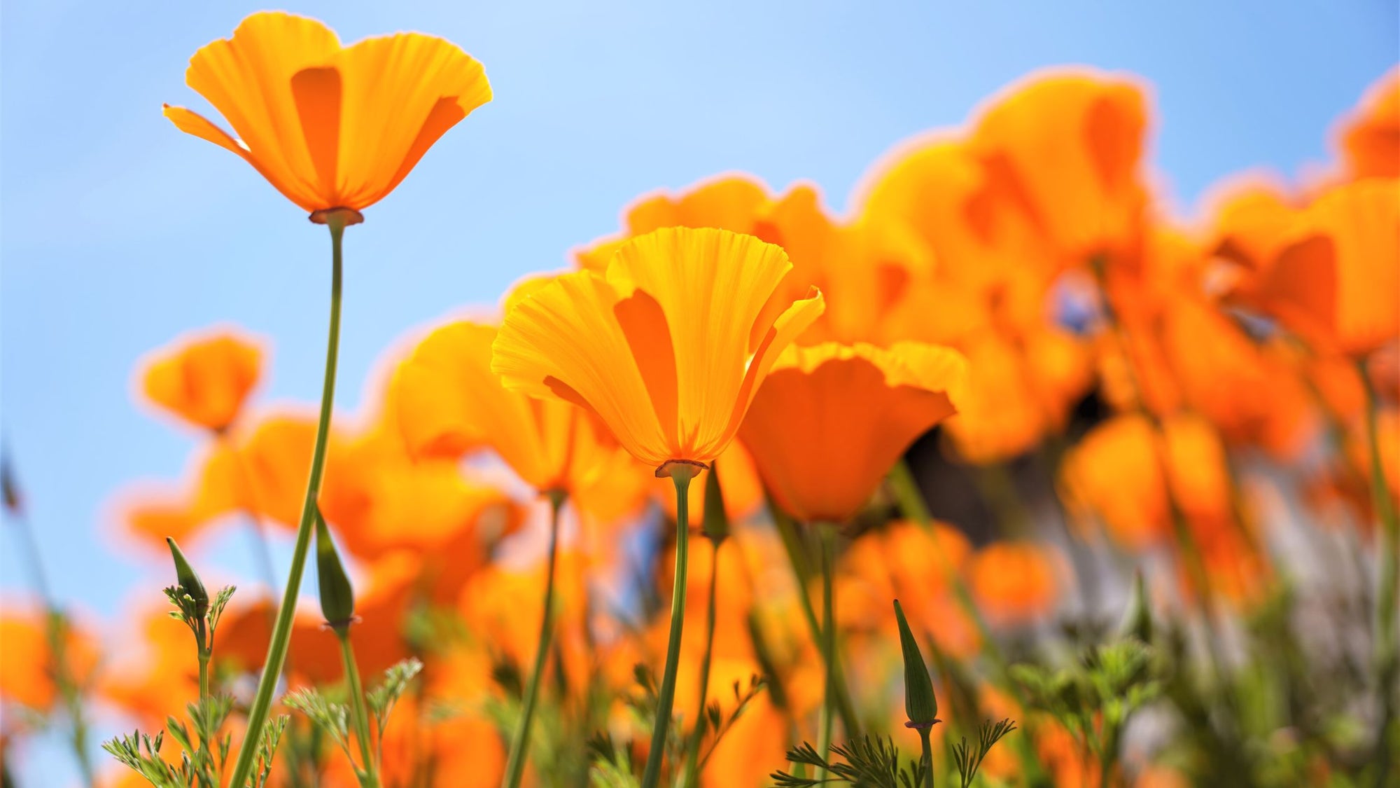 California Poppies - Wildflower Super Bloom