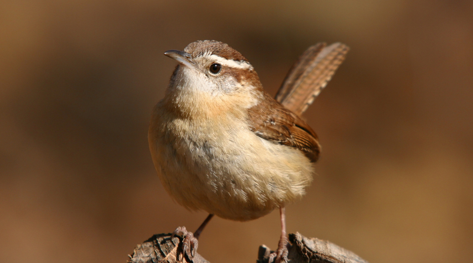 Carolina Wren perched on a branch with tail raised, featured in Carolina Wren Facts blog post