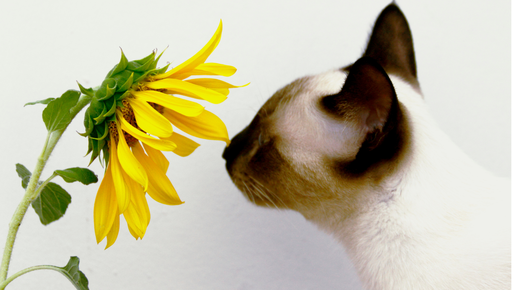 A Siamese cat curiously sniffing a fresh cut sunflower—one of the many beautiful flowers that are non-toxic to cats.