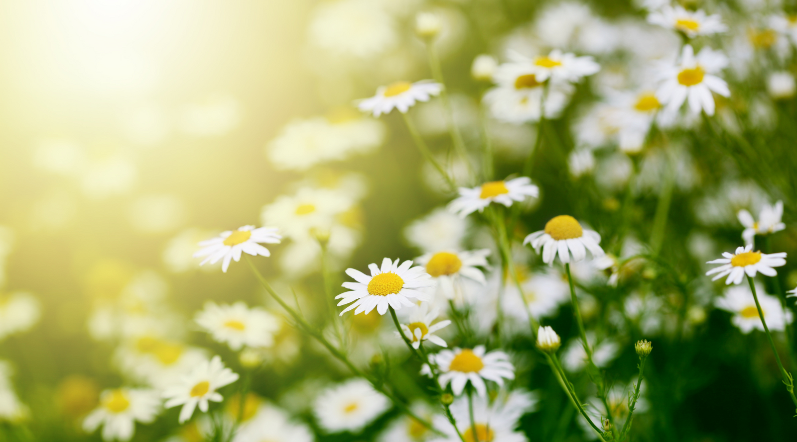 Sunlit field of white and yellow blooms highlighting Chamomile vs Daisy differences in a soft, natural setting.