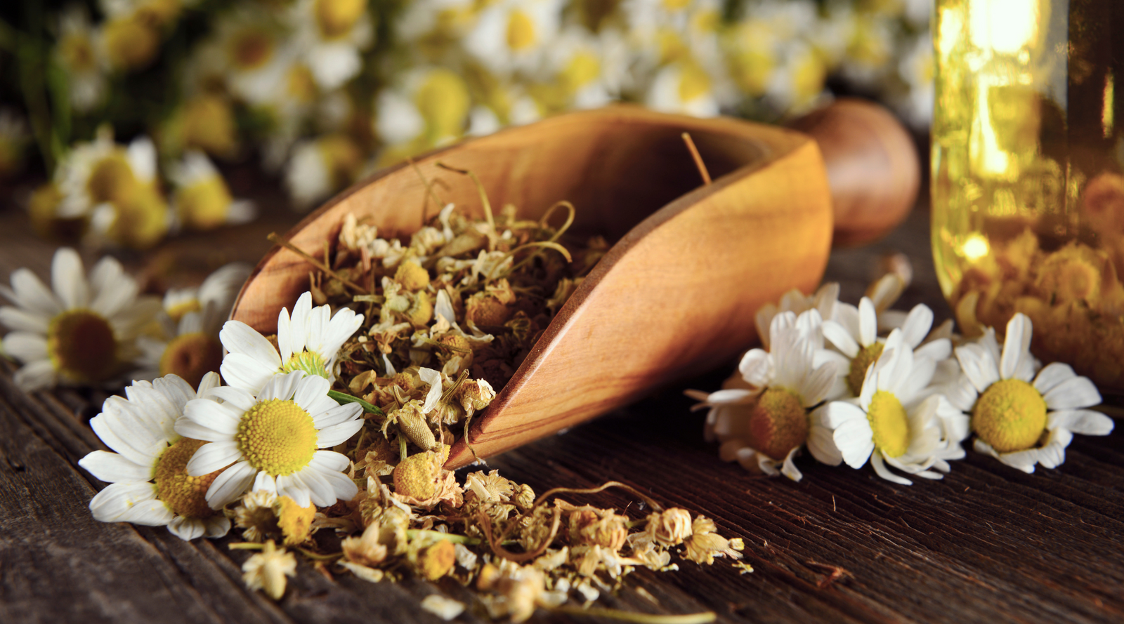 Dried chamomile flowers in a wooden scoop with fresh blooms, representing the soothing and healing benefits of chamomile.
