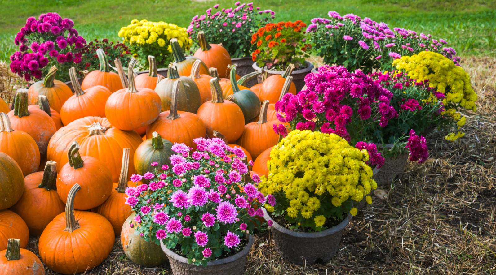Pots of colorful autumn flowers, including chrysanthemums, arranged with pumpkins in a fall garden display.