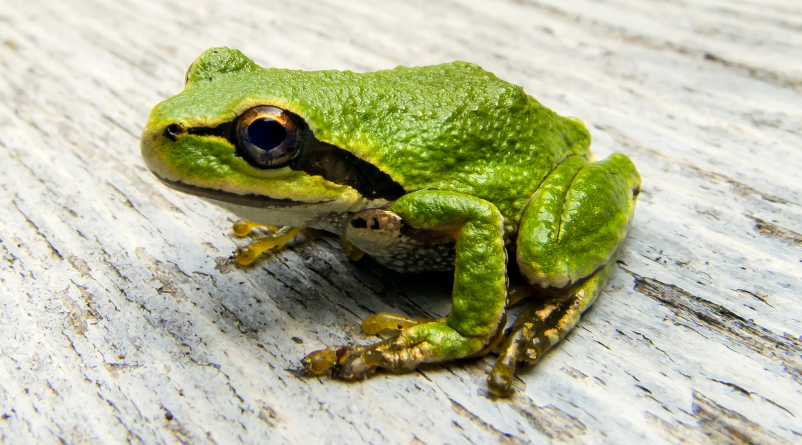 Close-up of a Pacific Tree Frog on weathered wood, captured to explore the question: are Pacific Tree Frogs poisonous?