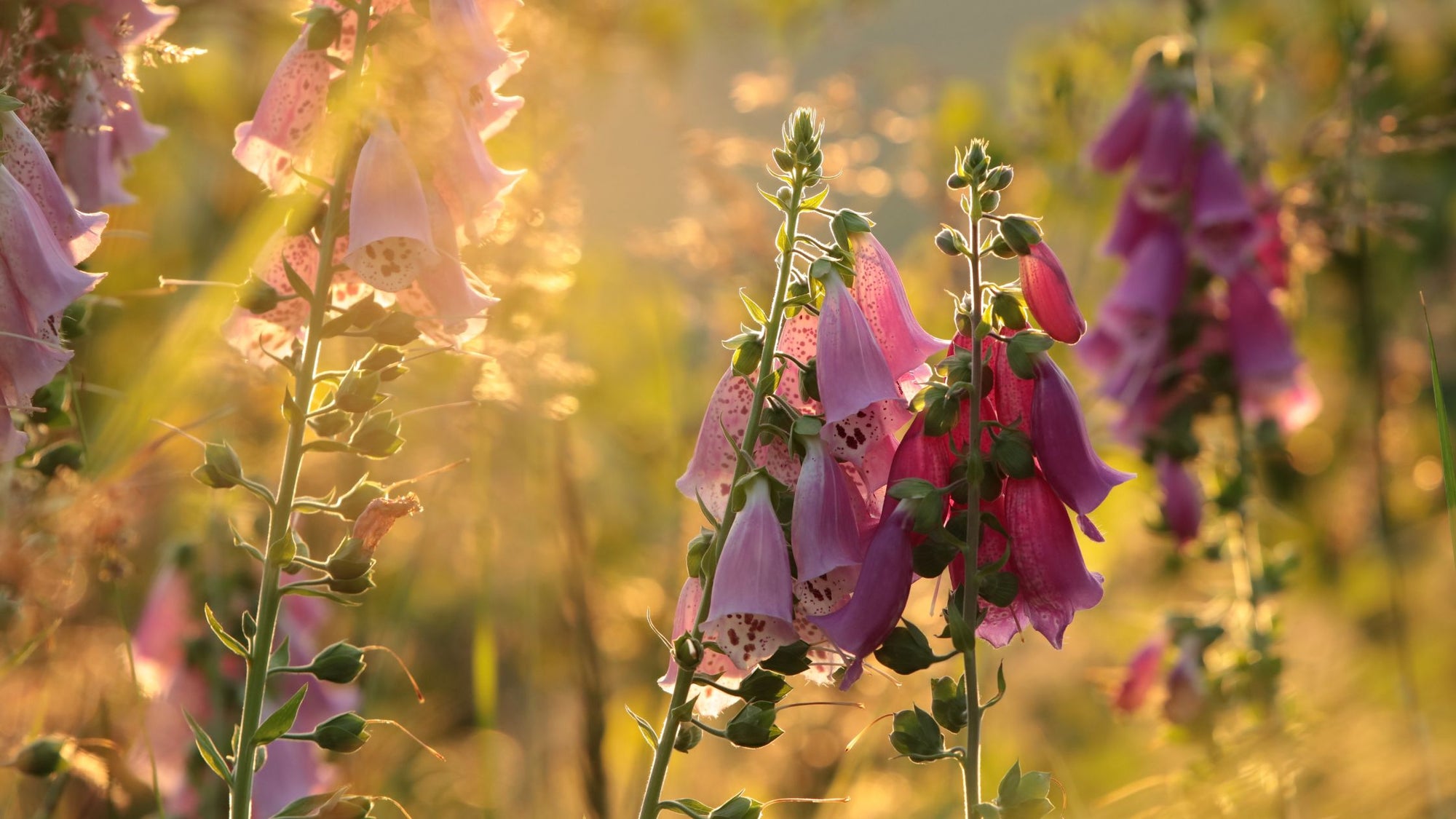 Glowing foxglove wildflowers bathed in golden sunlight, a stunning choice for wildflowers for the garden