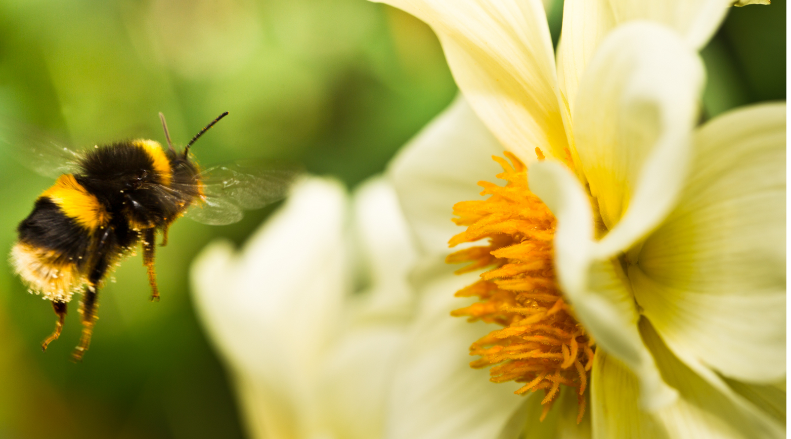 Close-up of a fuzzy bumblebee flying toward a pale yellow flower, featured in A Bee Lover’s Shopping Guide.