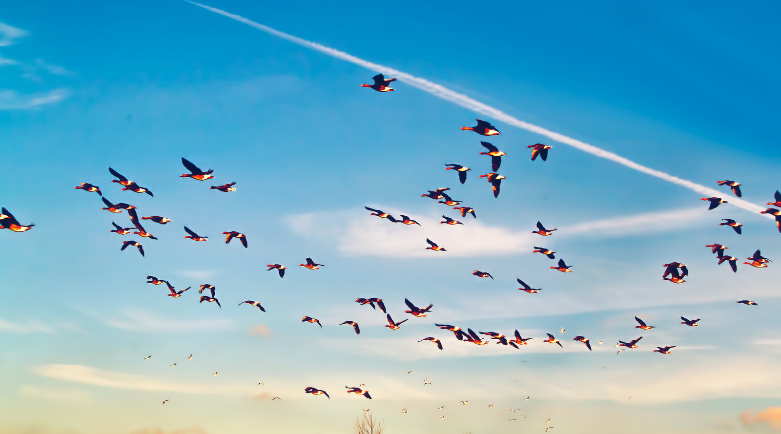 A large flock of birds flying across a blue sky during spring bird migration.